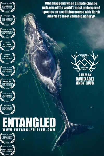 Entangled: The Race to Save Right Whales from Extinction